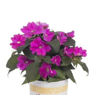 SunPatien - 4.5" Pot - Purple