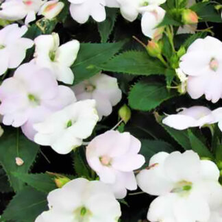 SunPatien - 4.5" Pot - White