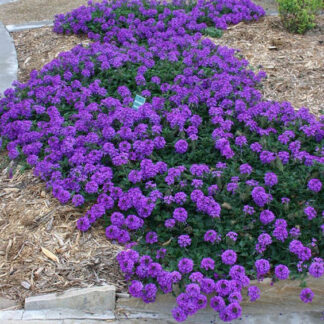 Verbena - 4.5" Pot - Purple