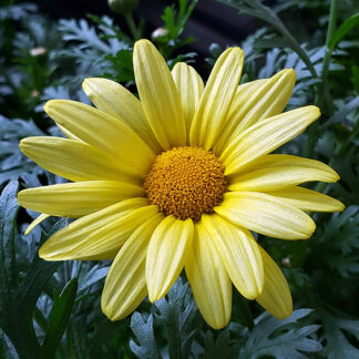 Butterfly Daisy - 6" Pot - Yellow