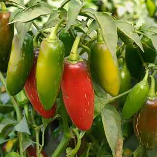 Pepper - Jalapeno - 4.5" Pot