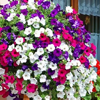 14" WOW/Specialty Hanging Basket - SHADE, Mixed Annuals  - Mixed