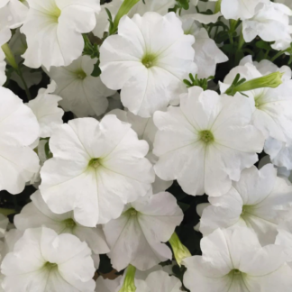 Petunia - Flat - White