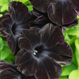Petunia - 4.5" Pot - Black Magic