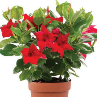 Diplandenia - Tropical - 6" - Red