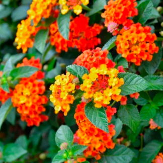 Lantana – 10" Hanging Basket – Orange/Yellow