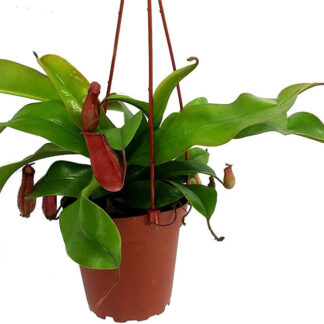 Pitcher Plant - Nepenthes - 4.5" Hanging Basket