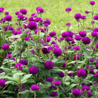 Gomphrena Flats (18 cells)